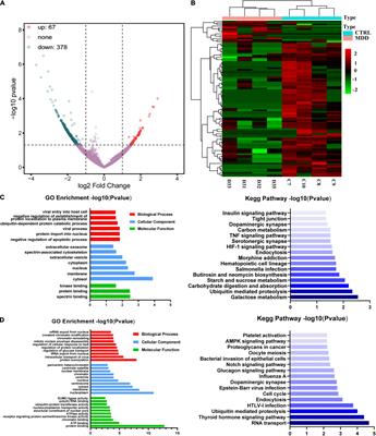 Peripheral Blood Circular RNAs as a Biomarker for Major Depressive Disorder and Prediction of Possible Pathways